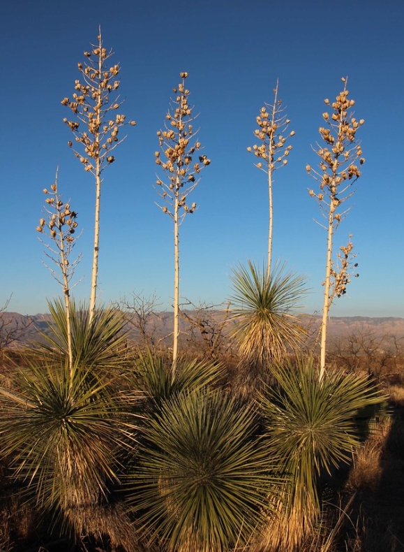 land yucca