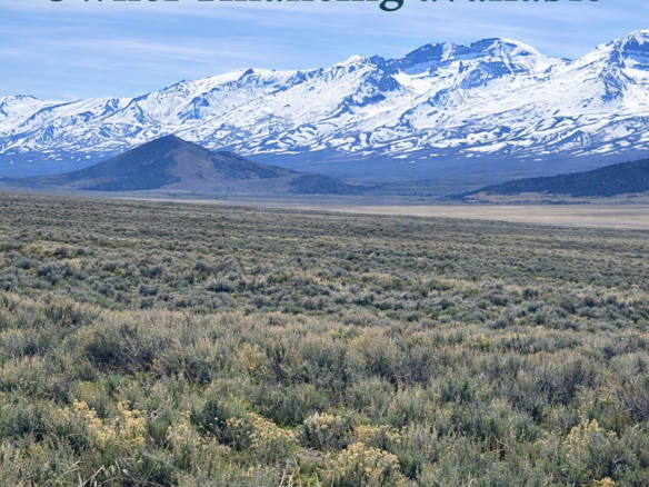 40 Acres Surrounded by the Humboldt Mountains! Your Nevada Homestead Oasis with Some Mining Rights!