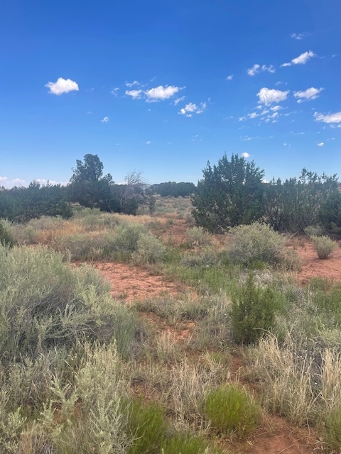 Rare Find! 1 Acre of Land in Shumway, AZ!