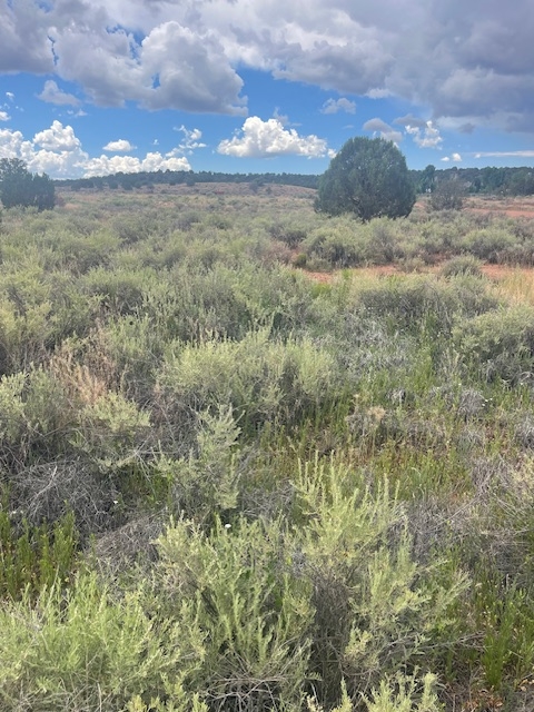 Rare Find! 1 Acre of Land in Shumway, AZ!