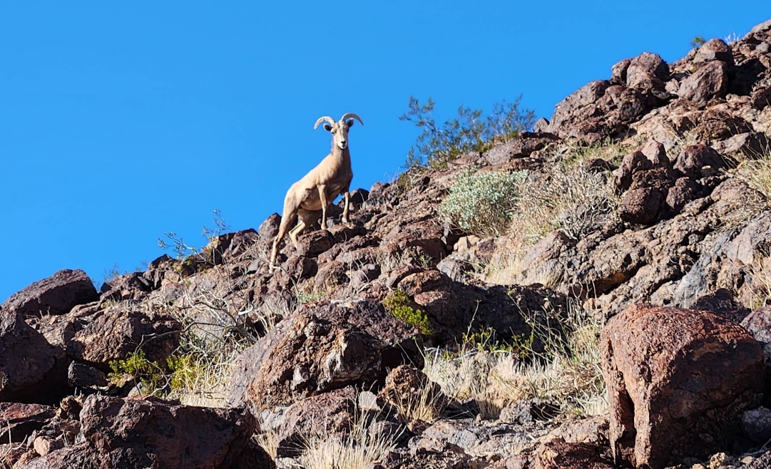 10 Acres Overlooking Havasu-Where Only the Wild Ones Go!